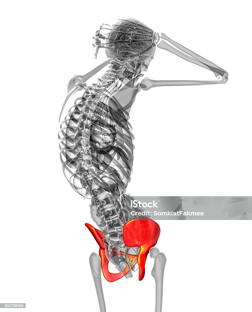 3d render medical illustration of the pelvis bone 3d render medical illustration of the pelvis bone - side view 2015 Stock Photo