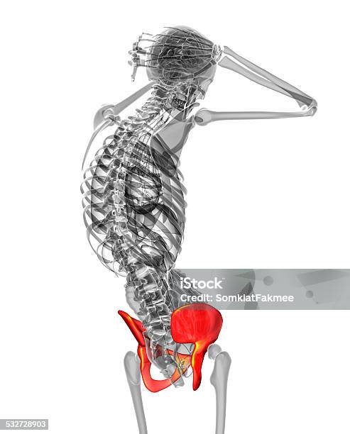 3d Render Medical Illustration Of The Pelvis Bone Stock Photo - Download Image Now - 2015, Anatomy, Cartilage