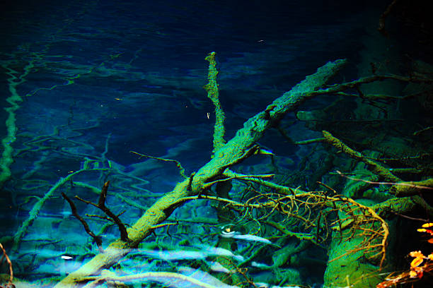 istock china jiuzhaigou park 532729545