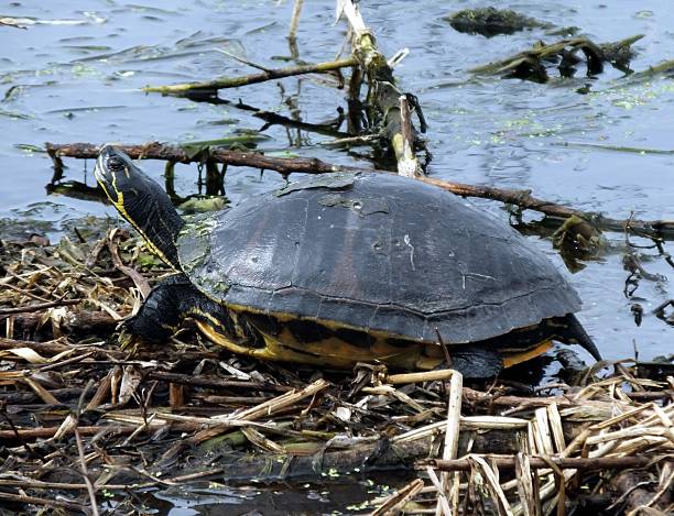 istock Florida Red-bellied Cooter (Pseudemys nelsoni) 532730435