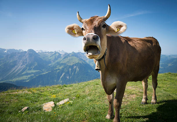 vaca, austria, bregenzerwald - cencerro fotos fotografías e imágenes de stock