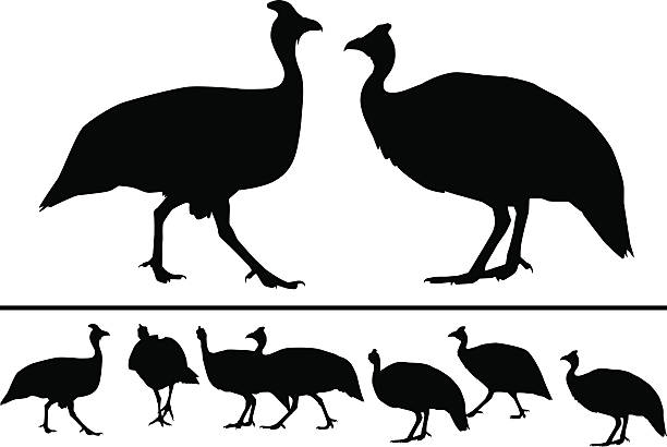 African Guinea Fowl vector art illustration
