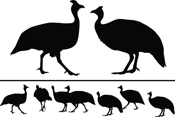 African Guinea Fowl Vector silhouette of guinea fowls in different positions guinea fowl stock illustrations