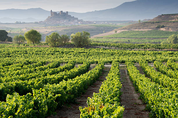 Vineyard, San Vicente de la Sonsierra as background, La Rioja stock photo