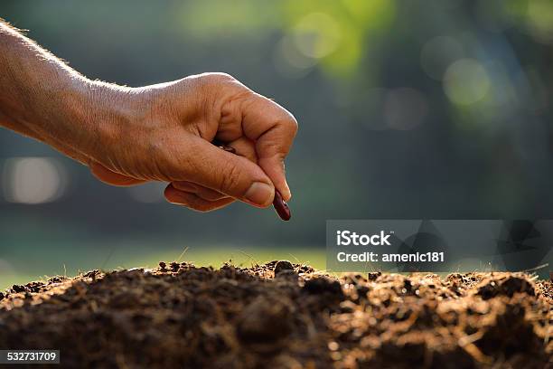 Planting Seed Stock Photo - Download Image Now - Planting, Seed, Dirt