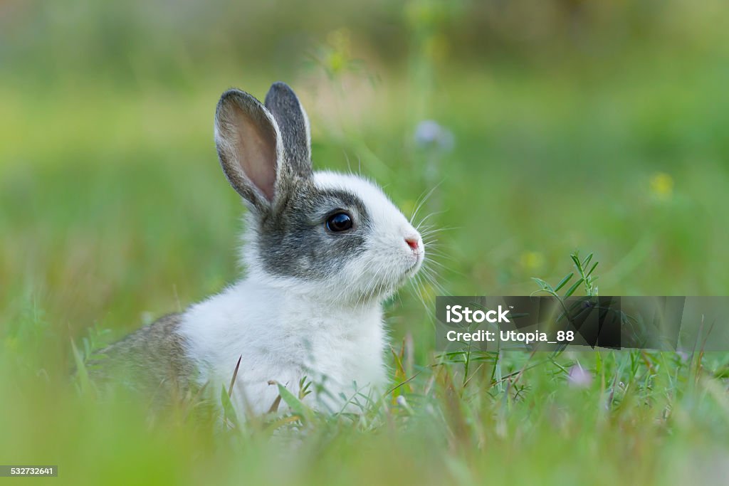 Baby rabbit in grass Bardia, Nepal 2015 Stock Photo