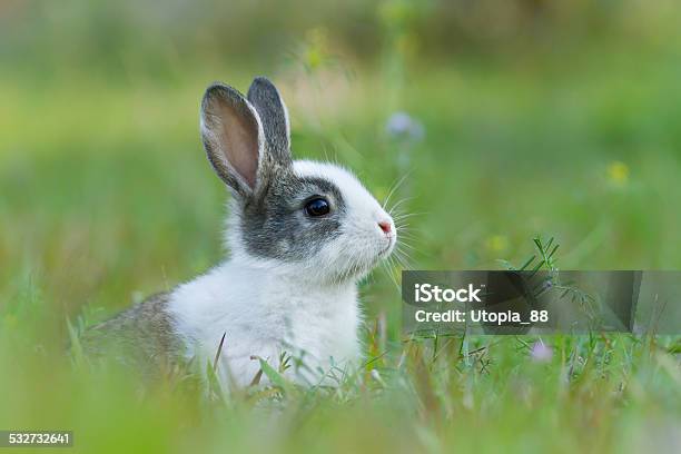Baby Rabbit In Grass Stock Photo - Download Image Now - 2015, Animal, Animal Body Part