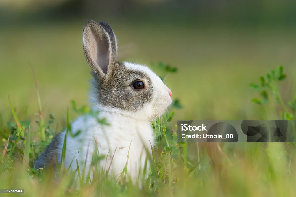 Baby rabbit in grass Bardia, Nepal 2015 Stock Photo