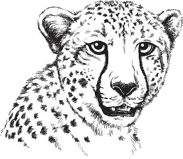 Cheetah's face Black and white vector sketch of a Cheetah's face black and white cheetah print stock illustrations
