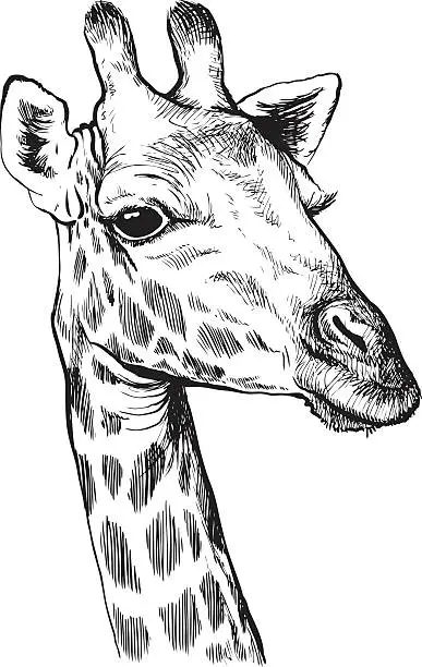 Vector illustration of Giraffe sketch