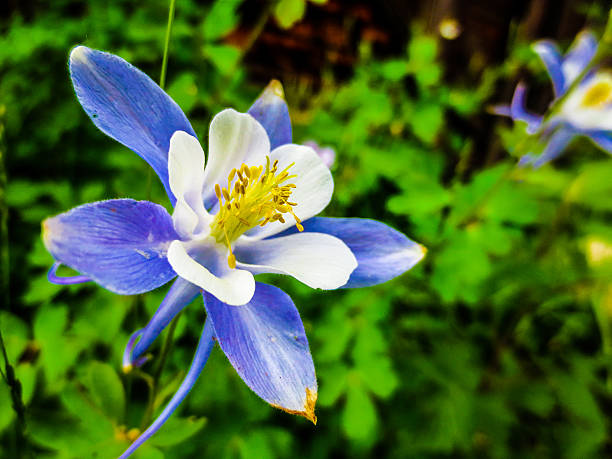 istock Vibrant Blue Columbine on lush green background 532747711