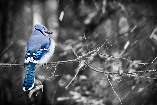 istock Blue Jay on a Snowy Day - Selective Color 532747889