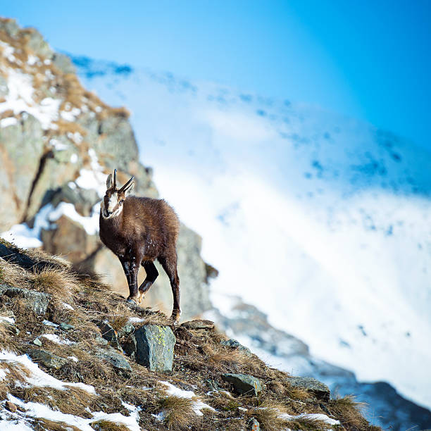 chamois - parque nacional de gran paradiso - fotografias e filmes do acervo