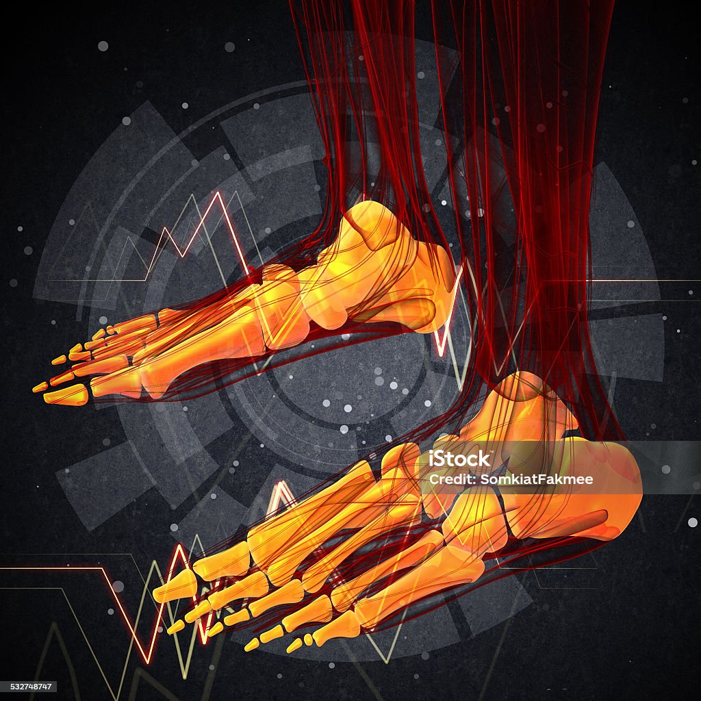 3d render medical illustration of the foot bone 3d render medical illustration of the foot bone - side view 2015 Stock Photo