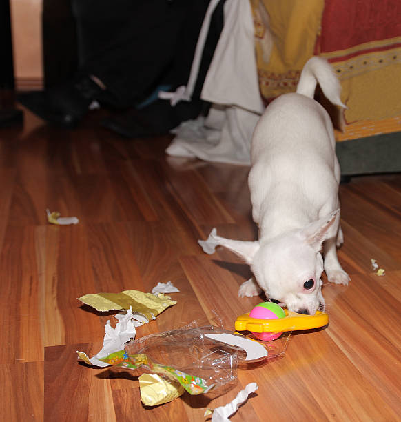 istock chihuahua celebrates Christmas and opens your gift 532750251
