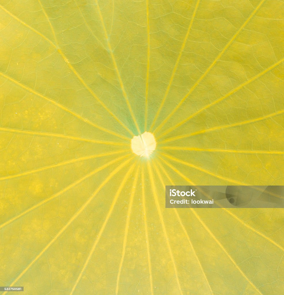 close up lotus leaf close up lotus leaf, yellow as the background 2015 Stock Photo