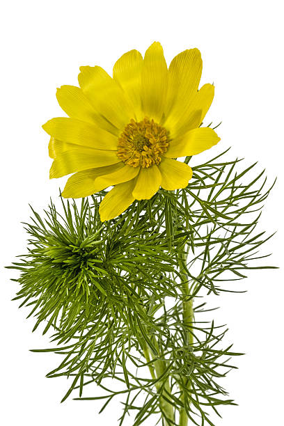 istock Flowers of Adonis, lat. Adonis vernalis 532751075