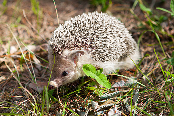 istock Hedgehog in their natural habitat 532752619