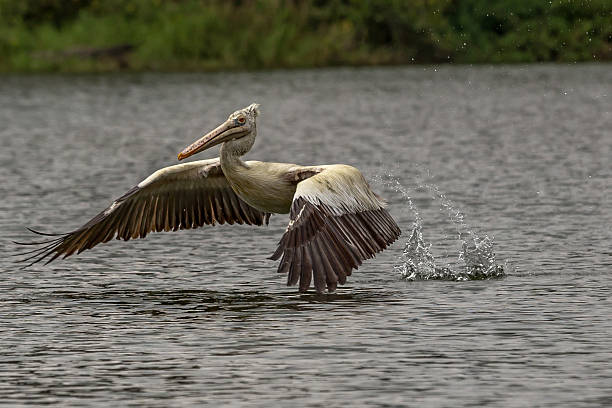 istock Pelican splashing water droplets 532753695