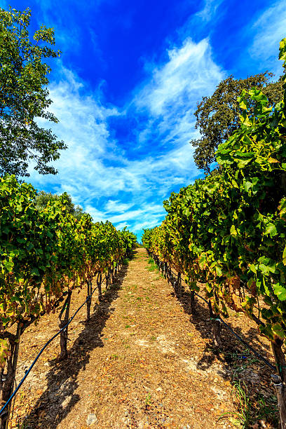 istock Napa Valley Vinyeyard with Blue Sky 532753801