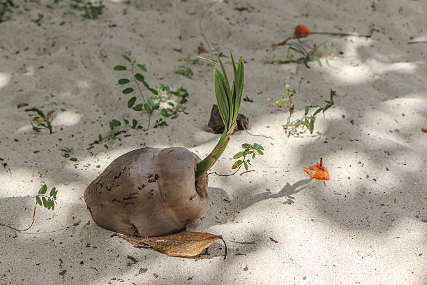 istock Coconut Plant Growing Out Of Coconut 532753809
