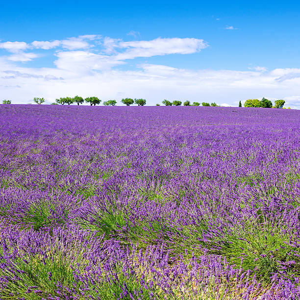 istock View of Lavender field with trees in Provence 532770355