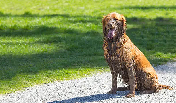 Muddy pet