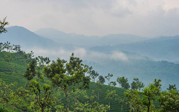 istock Beautiful landscape and Tea garden 532773045