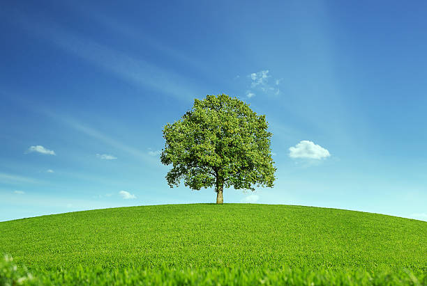 árbol en el prado - clear sky nobody blade of grass summer fotografías e imágenes de stock