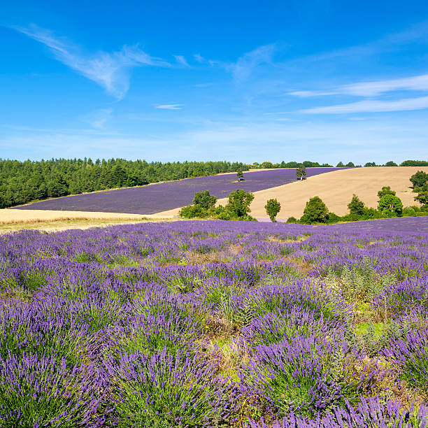 istock View of Lavender field in Provence 532773561