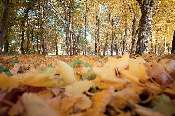 istock Colorful foliage in the autumn park 532773575