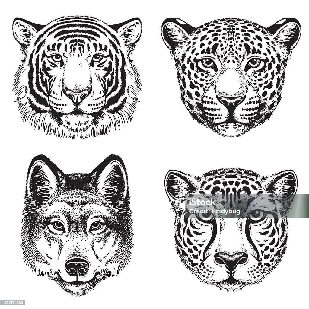 Sketch of wild animal faces Black and white vector line drawings of wild animal faces: Cheetah, Leopard, Tiger and Wolf Tiger stock vector