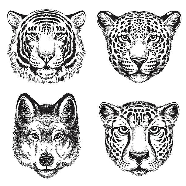 Sketch of wild animal faces vector art illustration