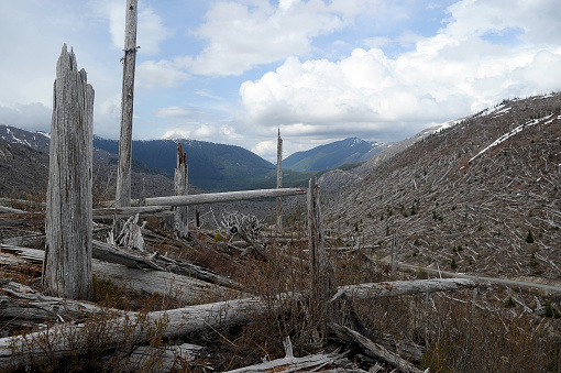 The 1980 blast zone of Mount St. Helens remains a forest wasteland.