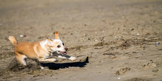 Happy dog running on the beach stock photo