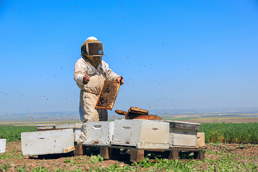 apiculture activities in rural areas. beehives are lined up in the meadow. man in beekeeping protective suit checking bee hives. Taken with a full frame camera in daylight in the spring season.
