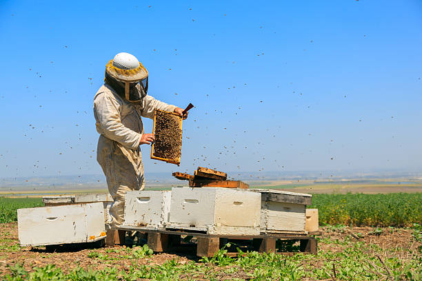 imker bei der arbeit - apiculture stock-fotos und bilder