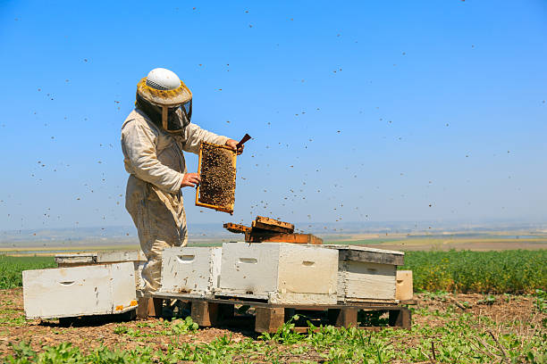 양봉가 직장에서 - beehive rural scene bee outdoors 뉴스 사진 이미지
