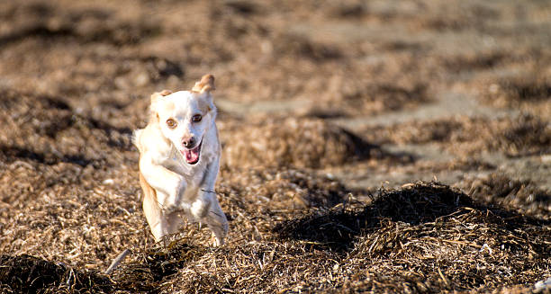 istock Happy dog running on the beach 532785433