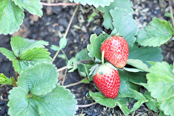 istock fresh strawberry fruit with green leaves 532785895