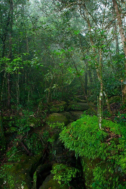 forêt tropicale - tropical rain forest flash photos et images de collection