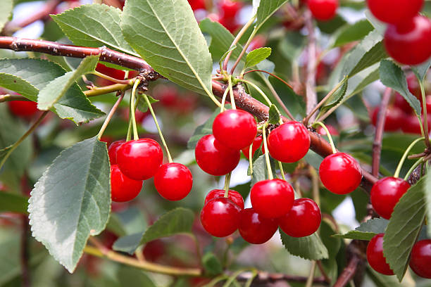 istock Montmorency Tart Cherries 532788175