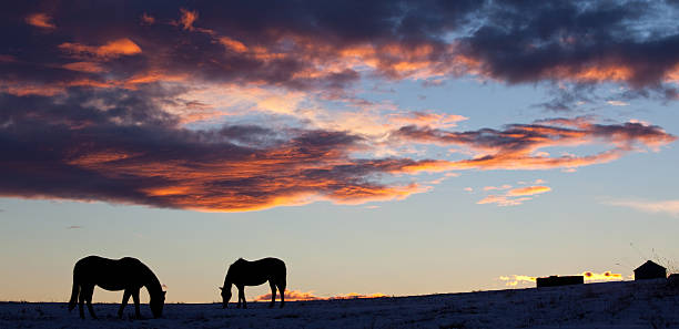 pferde auf der plains - horse panoramic scenics prairie stock-fotos und bilder