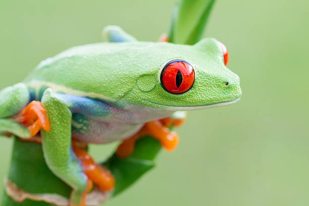 istock Red-eyed Tree Frog in Costa Rica 532788785