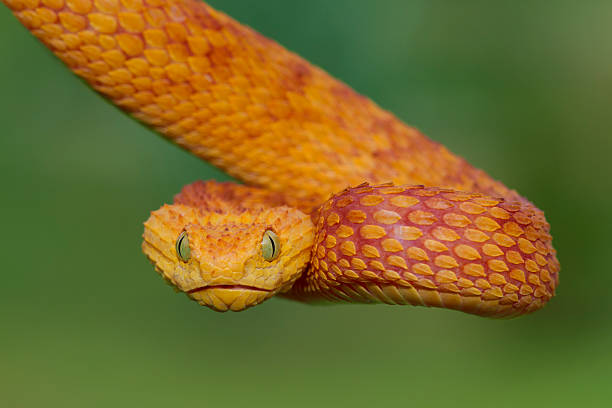 istock Red Bush Viper Descending from Rainforest 532788789