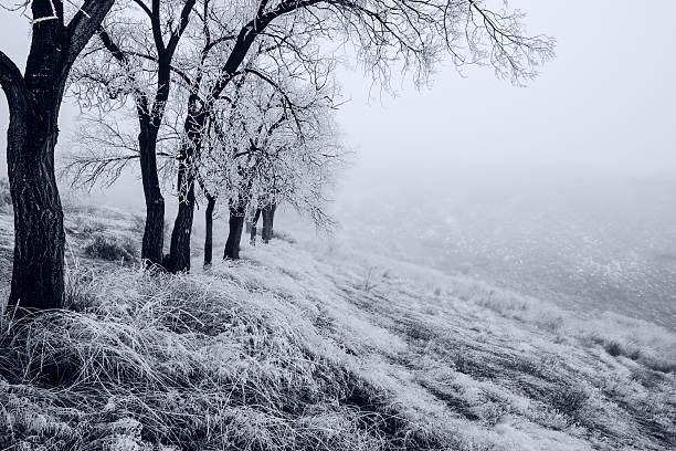 зимние деревья покрыты фрост в штате айдахо - bare tree environment nature boise стоковые фото и изображения