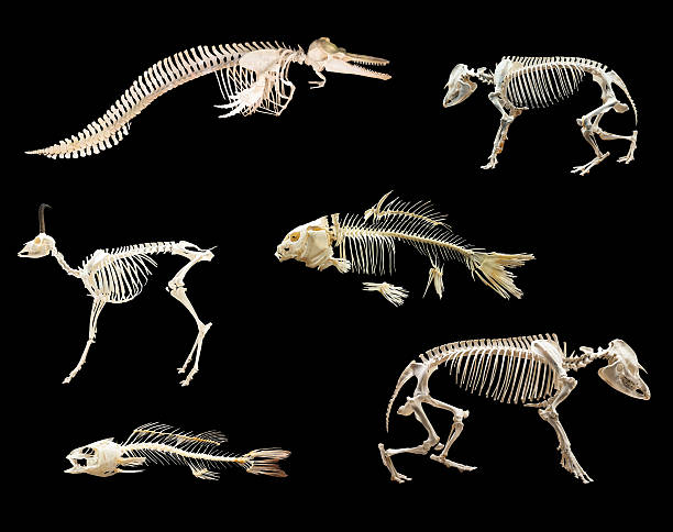 istock Set of  skeletones 532791839