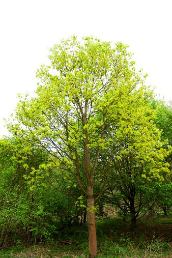 Box elder - acer negundo tree in spring in Ruhrgebiet