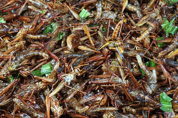 istock grasshoper fried with pandanus leaves 532810617