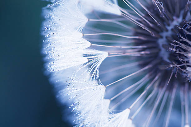istock head of dandelion 532813181